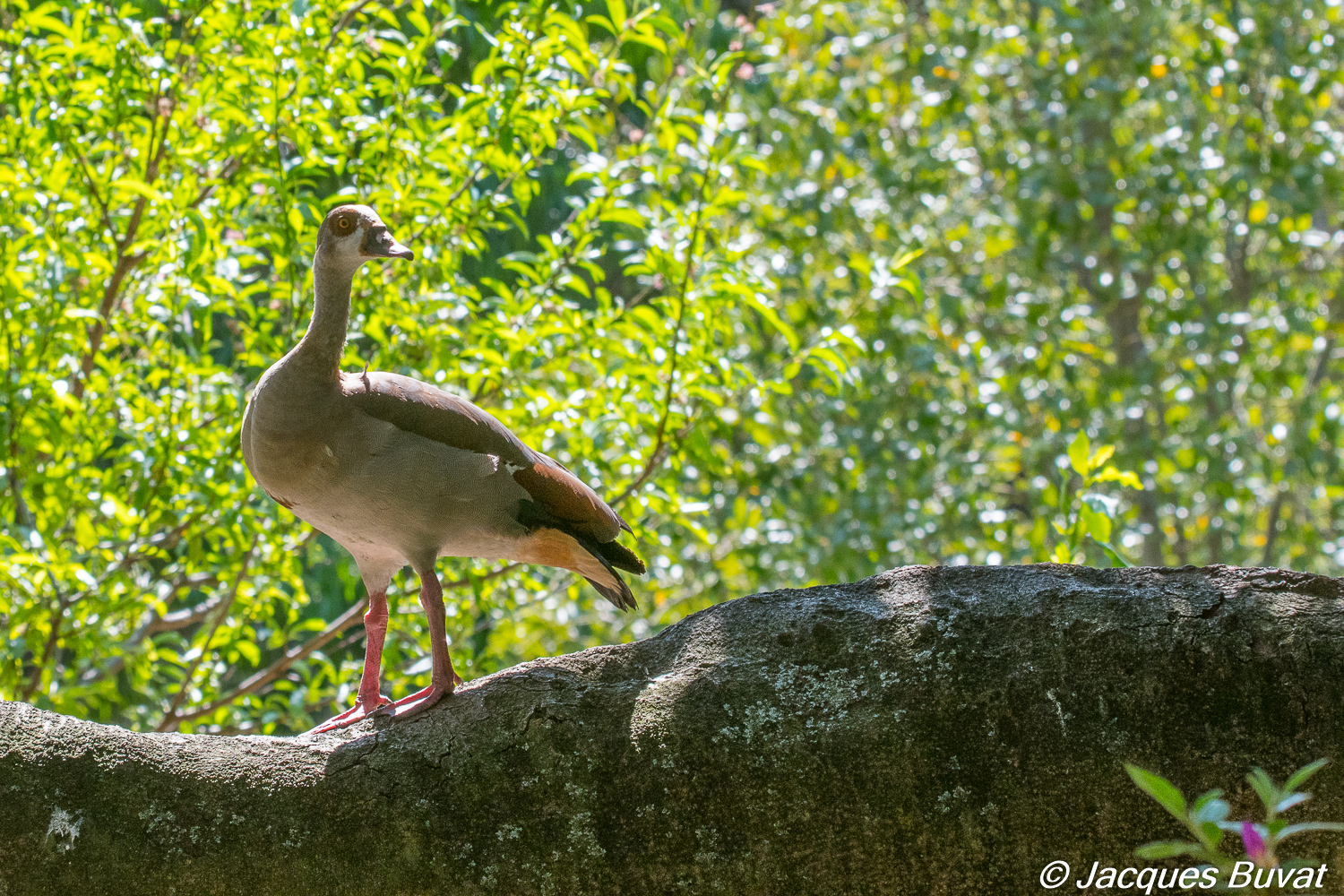 Ouette d'Egypte adulte (Egyptian goose, Alopochen aegyptica), the company's garden, Cape town, Afrique du Sud.